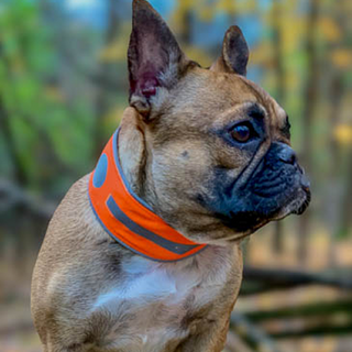 Spot the Dog Reflective Collar - Reversible Orange/Red Plaid